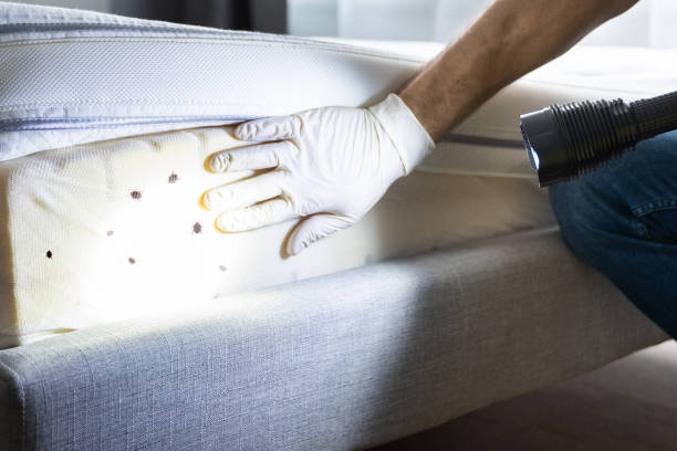 Professional Pest Control in Lakeshire, MO
