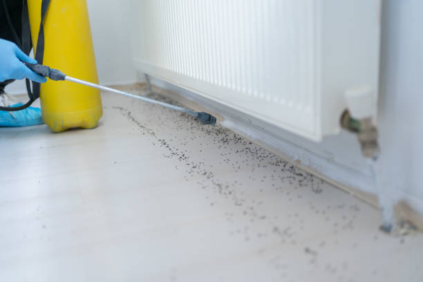 Flea Control Services in Lakeshire, MO
